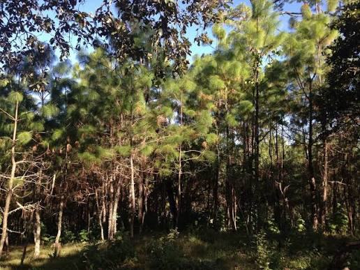 Trabajo de campo forestal